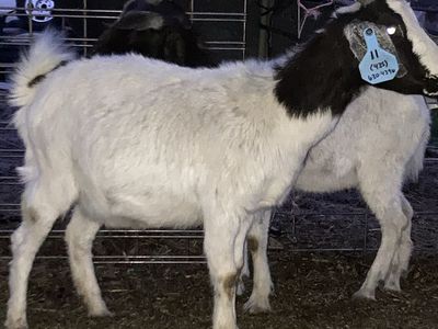 Boer doe 125 this week only