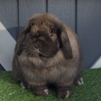 Proven Holland Lop Doe