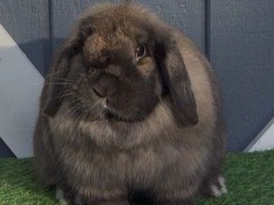 Proven Holland Lop Doe