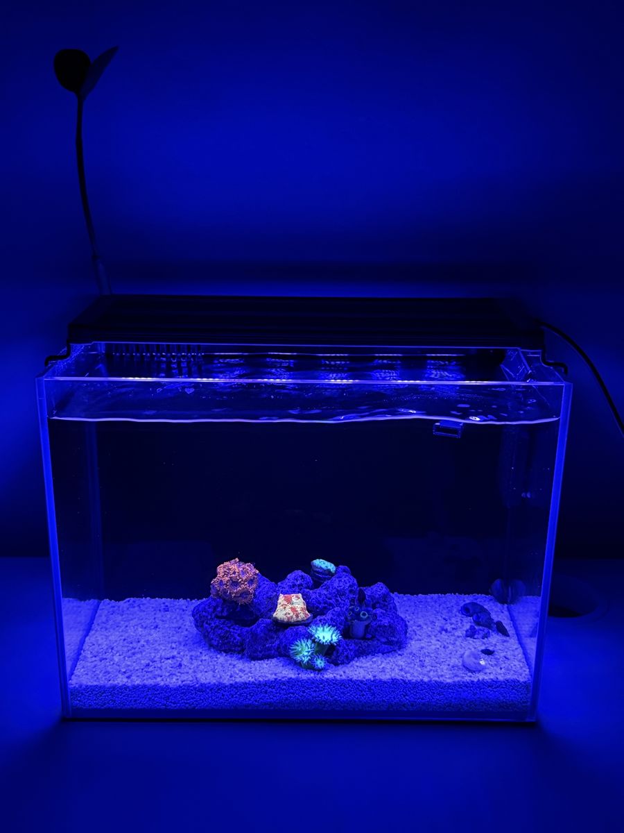 Reef tank