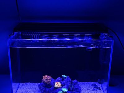 Reef tank