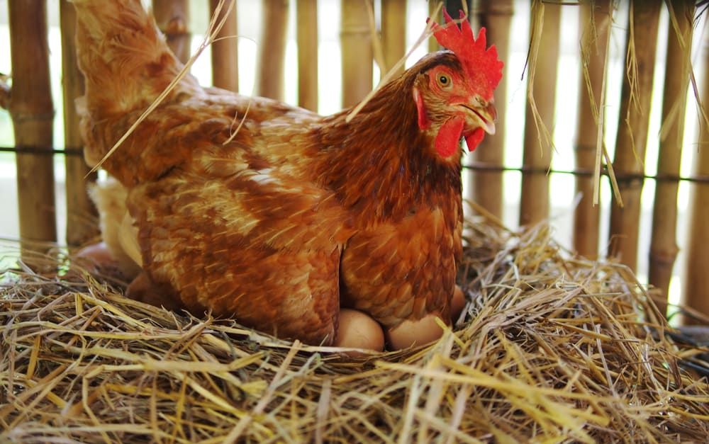 6 Free Laying Hens