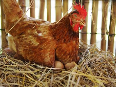 6 Free Laying Hens