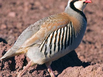 Iso Male Chukar