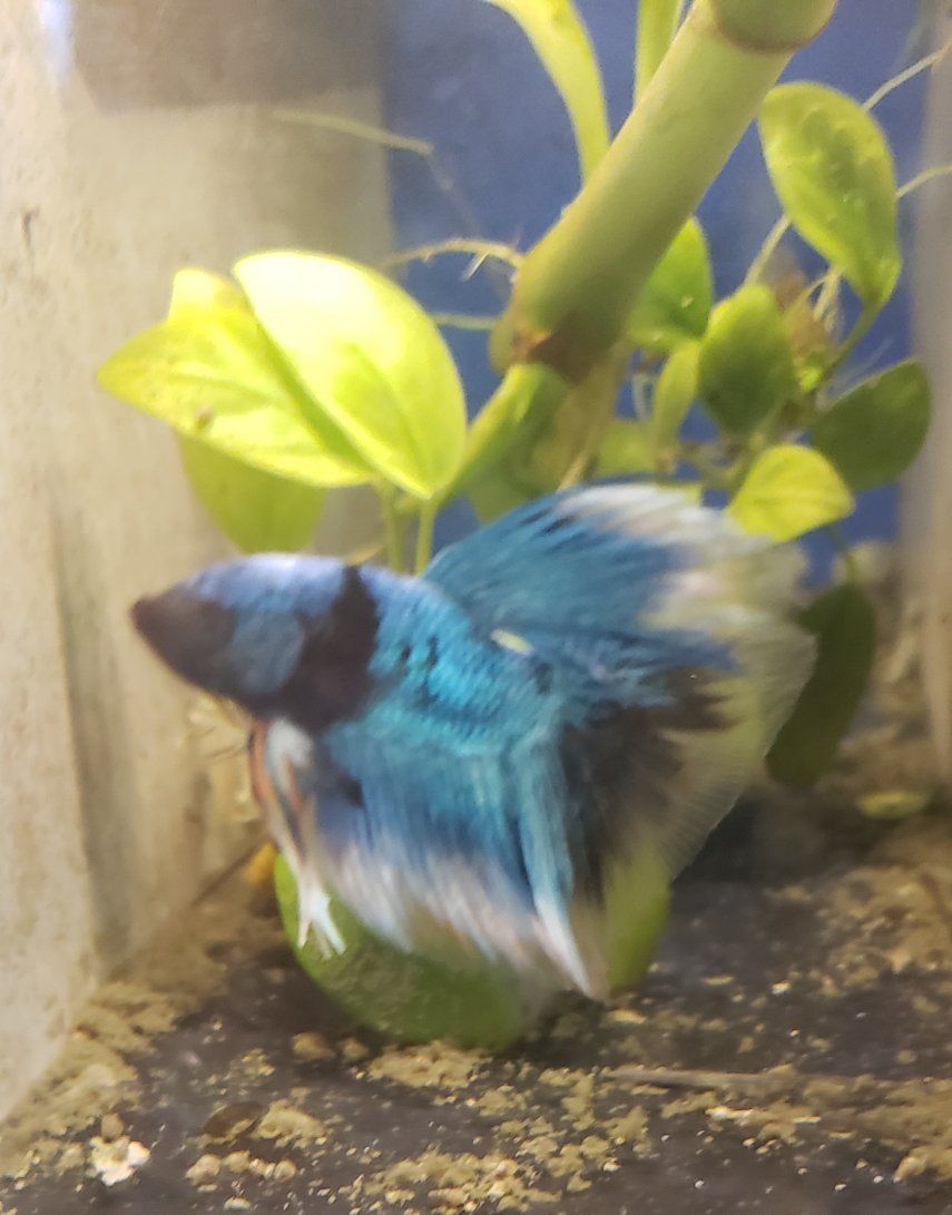 import Beautiful Betta Fish - Red, Blue, and White Fins, Vibrant Colors
