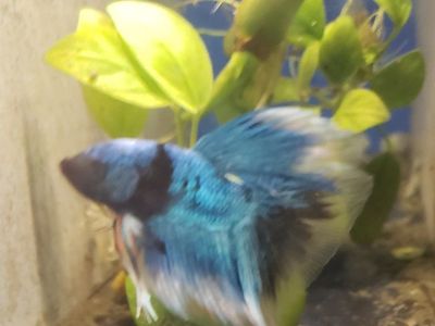 import Beautiful Betta Fish - Red, Blue, and White Fins, Vibrant Colors