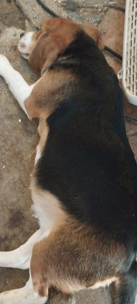Beagle pups Akc champion lines