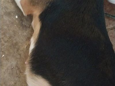 Beagle pups Akc champion lines