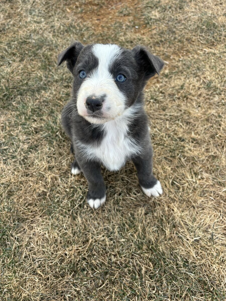 Silver Border-collie Kelpie cross pups