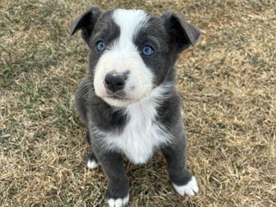 Silver Border-collie Kelpie cross pups
