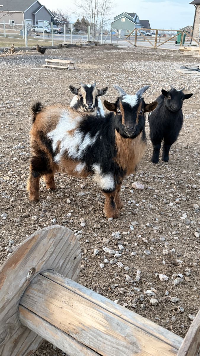 Nigerian Dwarf Billy-Ledoux