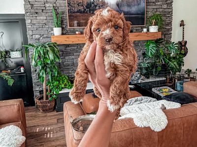 Akc - Teddy Bear 🧸 Toy Poodle