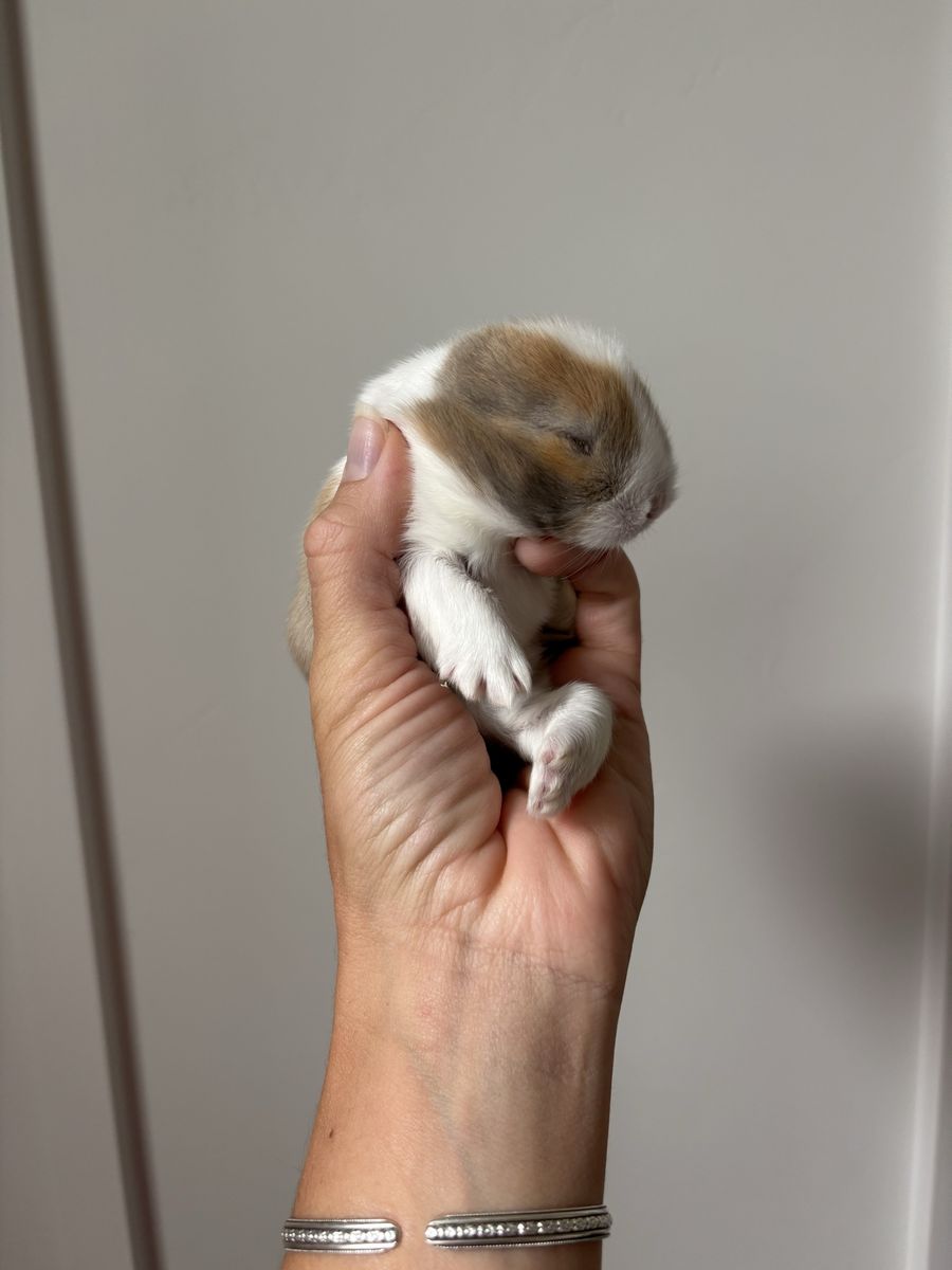 Holland lop buck