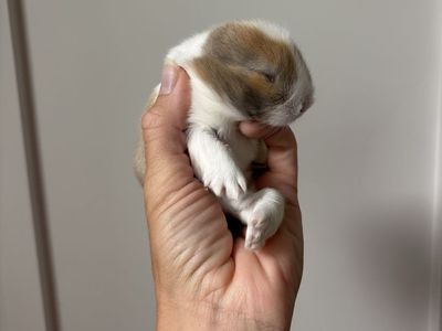 Holland lop buck