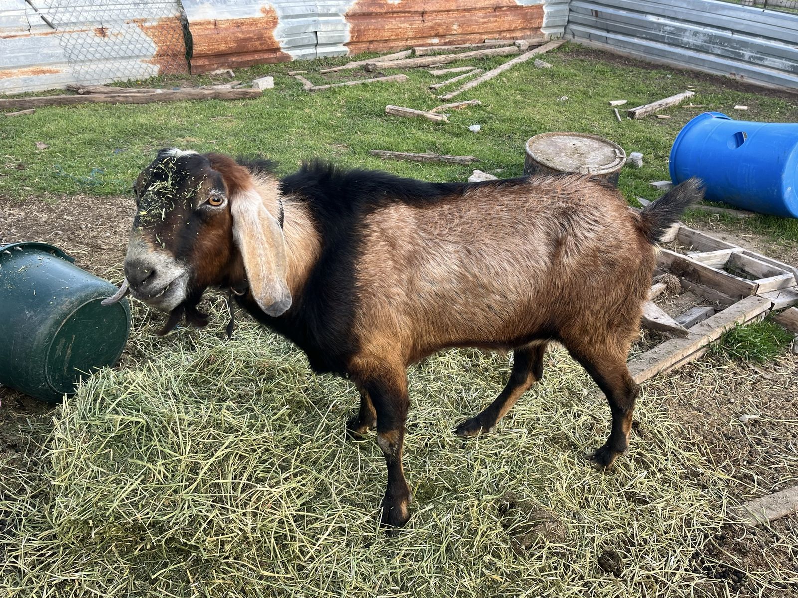 Trade Nubian Buck