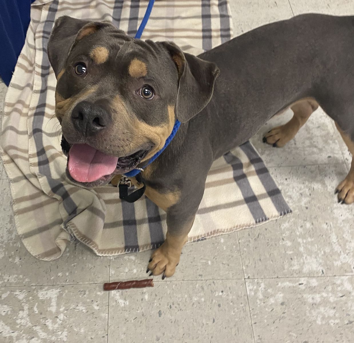 A164946 Bear is Available for Adoption!
