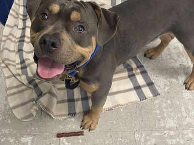 A164946 Bear is Available for Adoption!