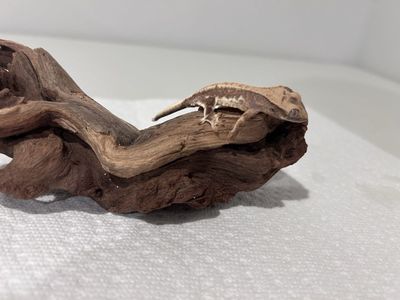 Lily White Crested Gecko