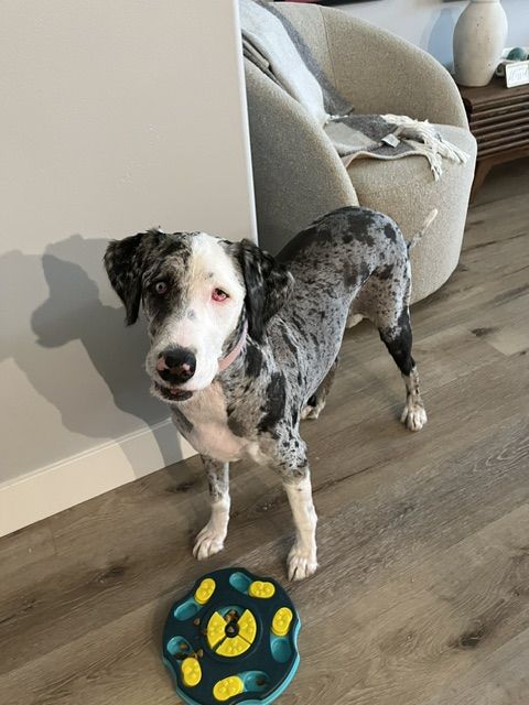 Zoe is Ready for Adoption!