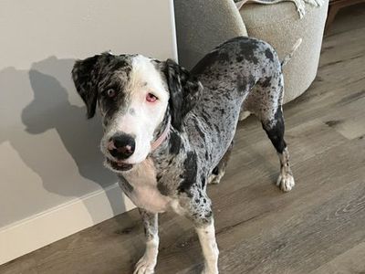 Zoe is Ready for Adoption!