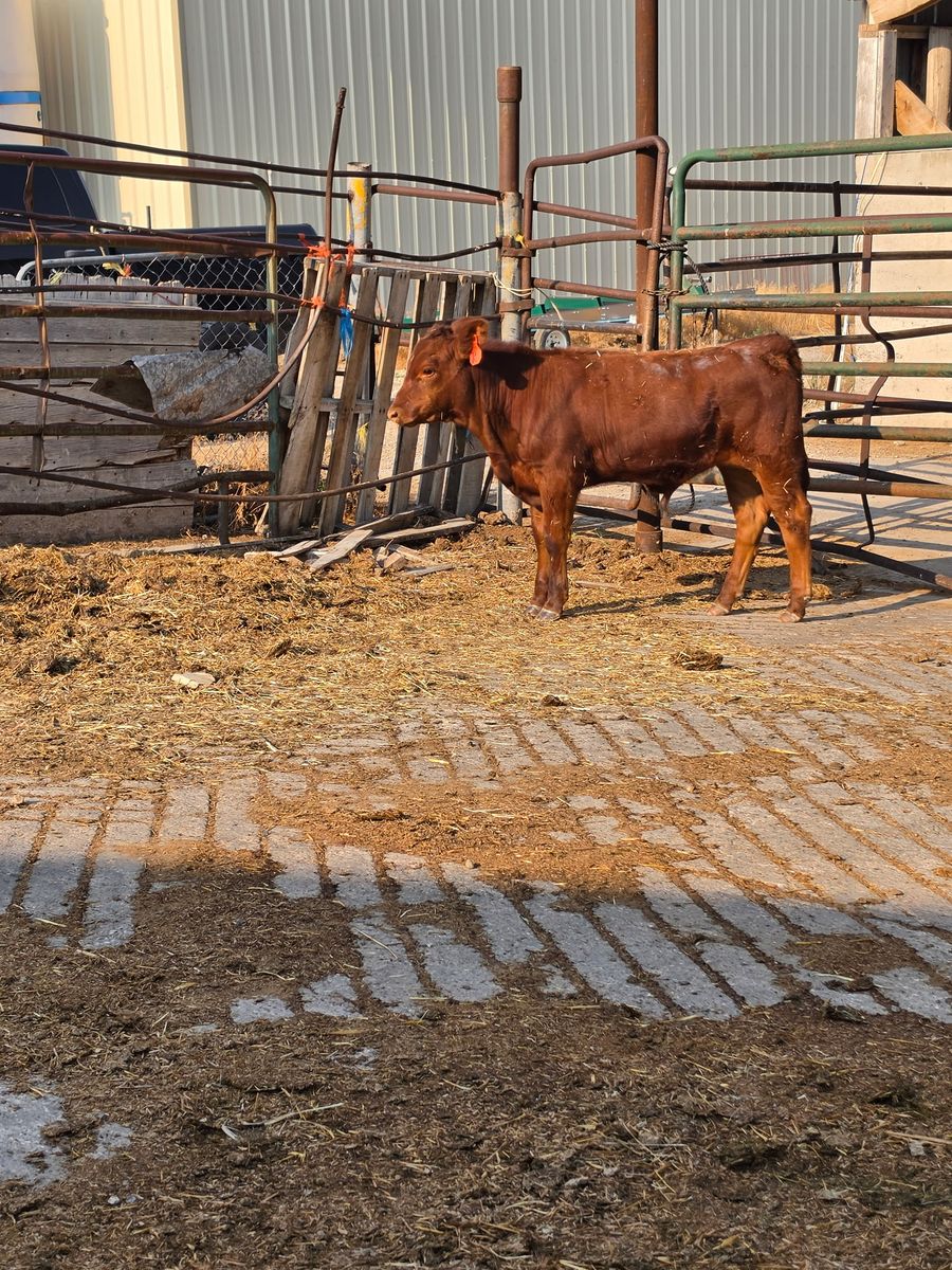Steer for sale