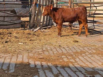 Steer for sale