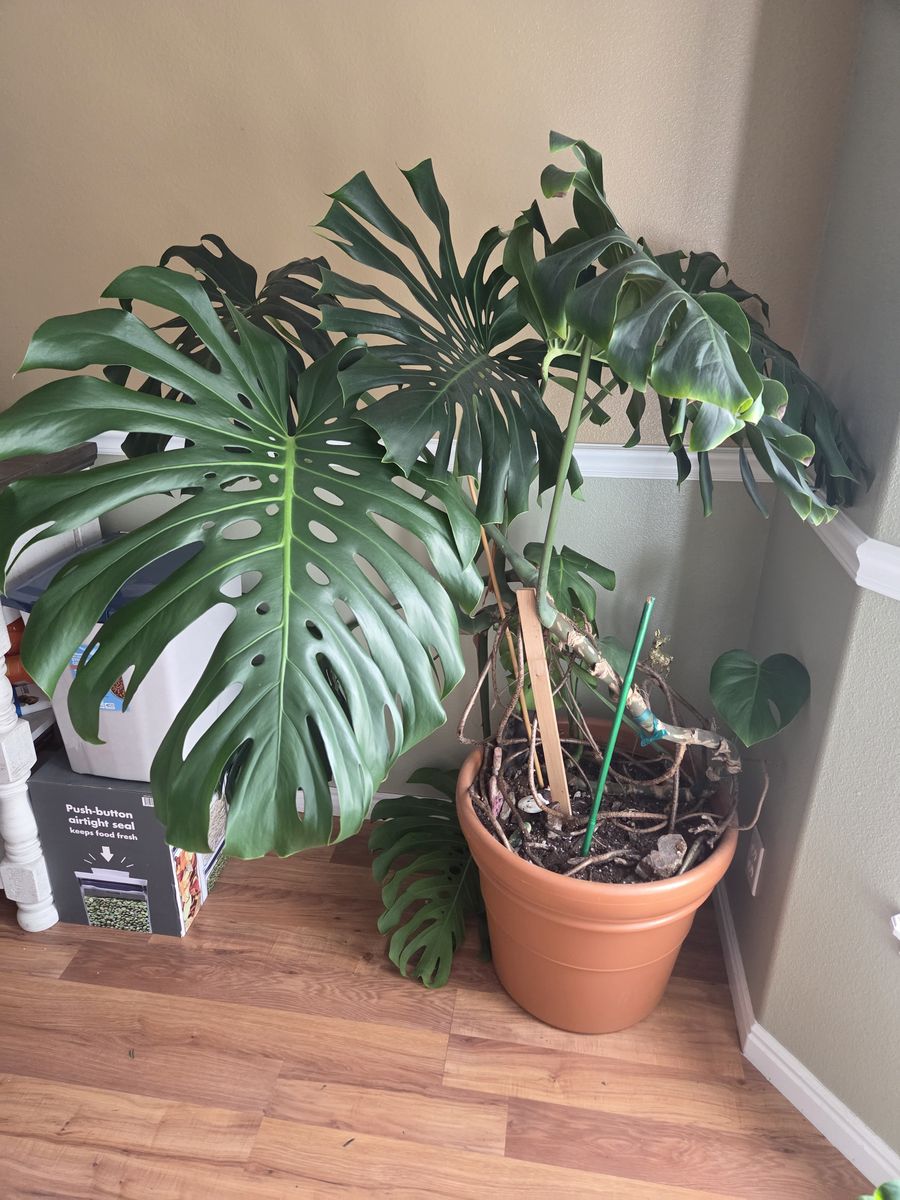Plant for sale