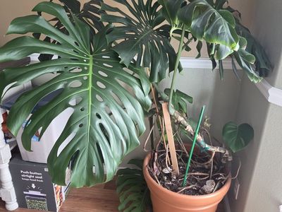 Plant for sale