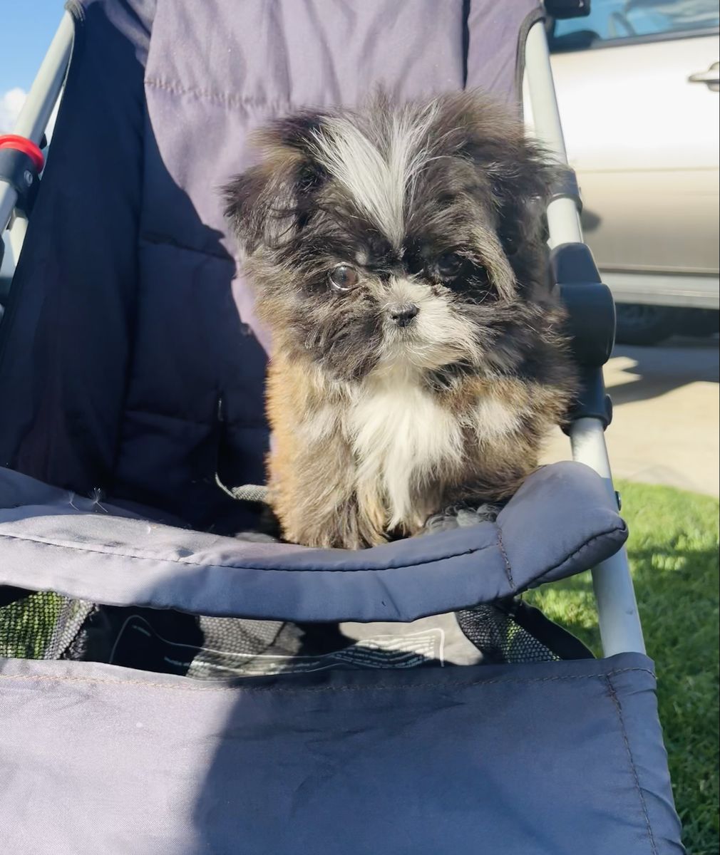 Shih Tzu Last One Still looking for his home