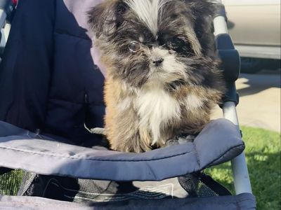 Shih Tzu Last One Still looking for his home
