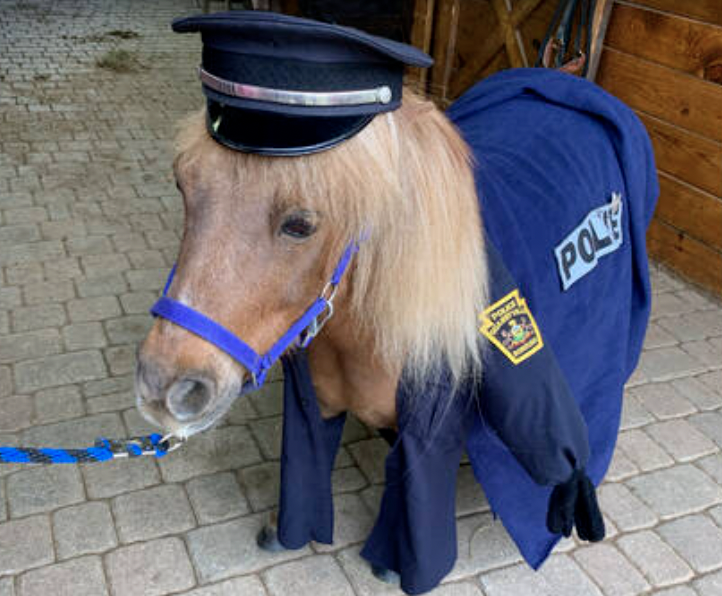 Miniature Pony for Sale!