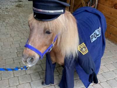 Miniature Pony for Sale!