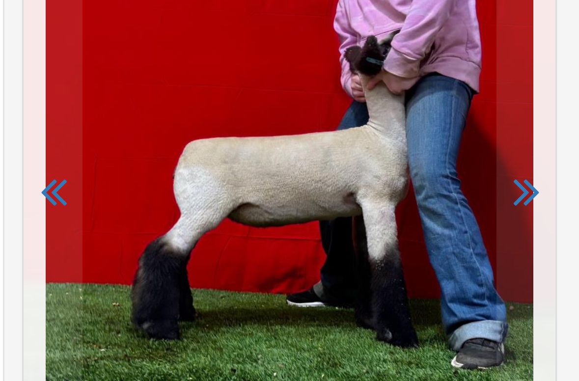 Wizard October born ewe lamb