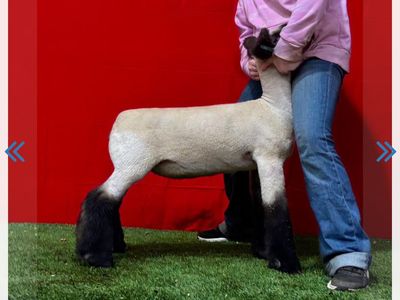 Wizard October born ewe lamb