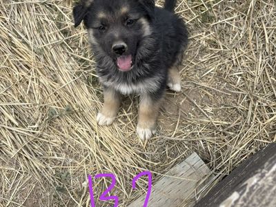 Puppies