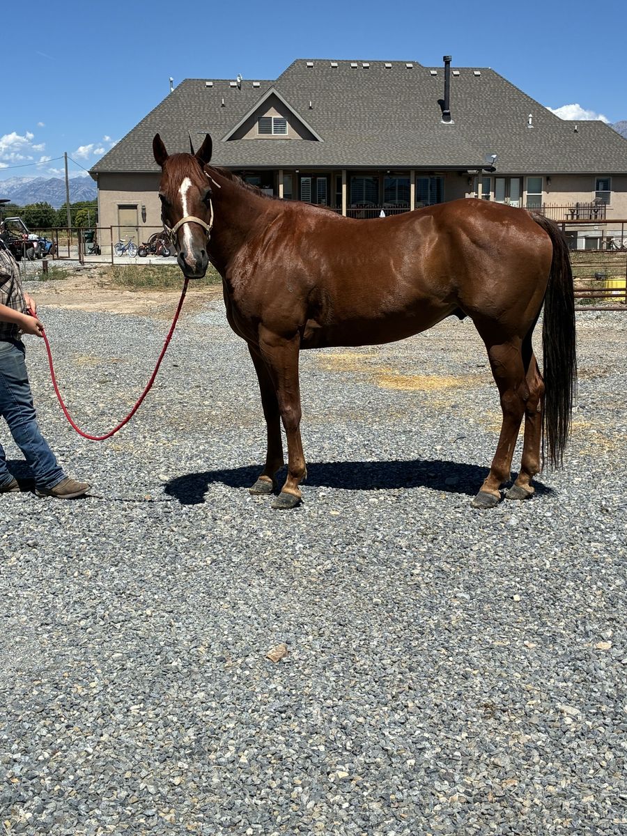 6 year old broke gelding