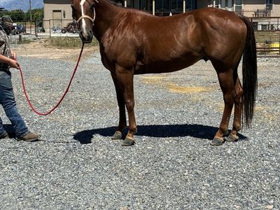 6 year old broke gelding