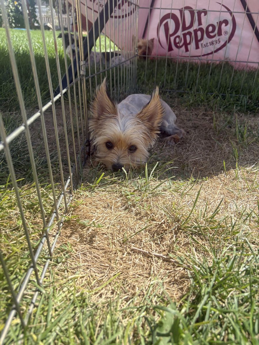 Last female yorkie 