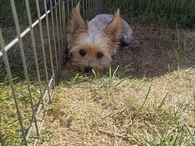Last female yorkie