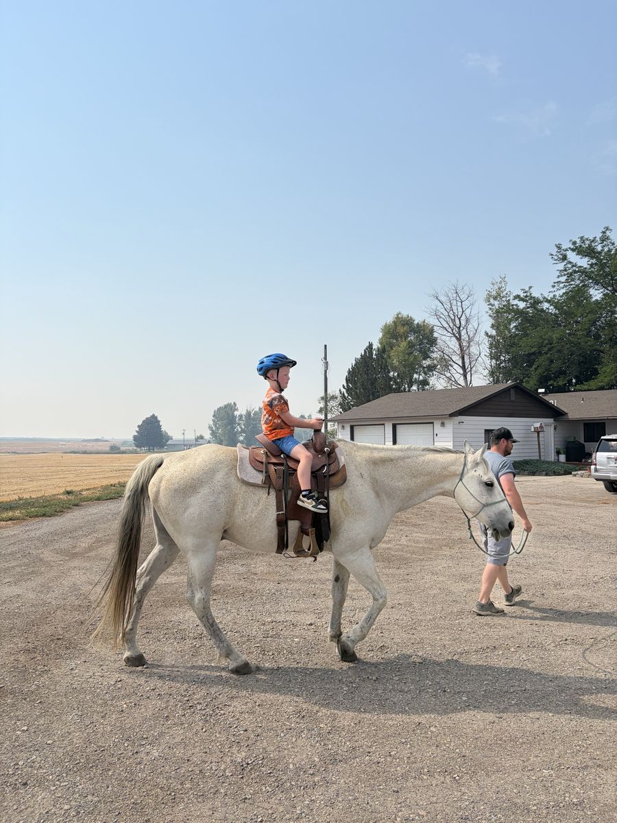 Older family gelding