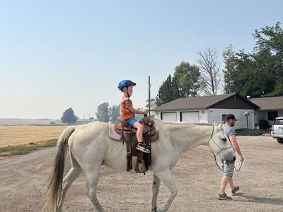 Older family gelding