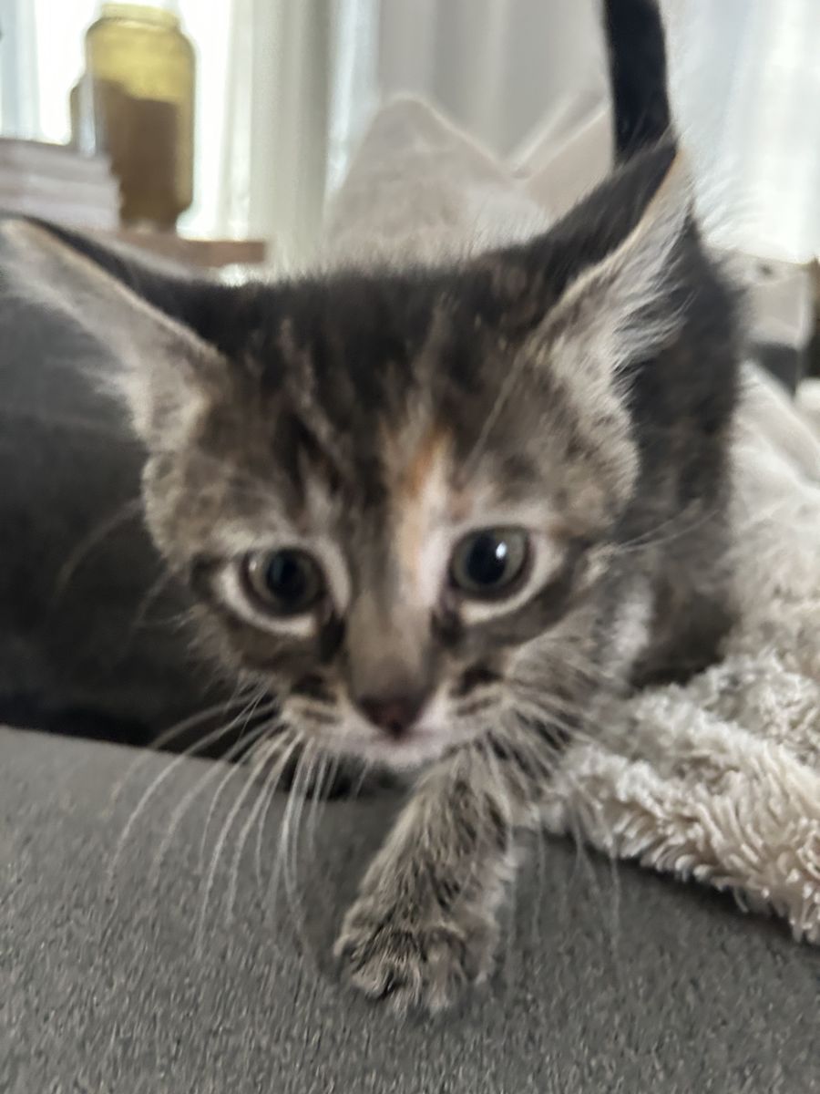 Kitten 7 Weeks Old and Vaccinated