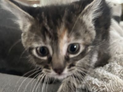 Kitten 7 Weeks Old and Vaccinated