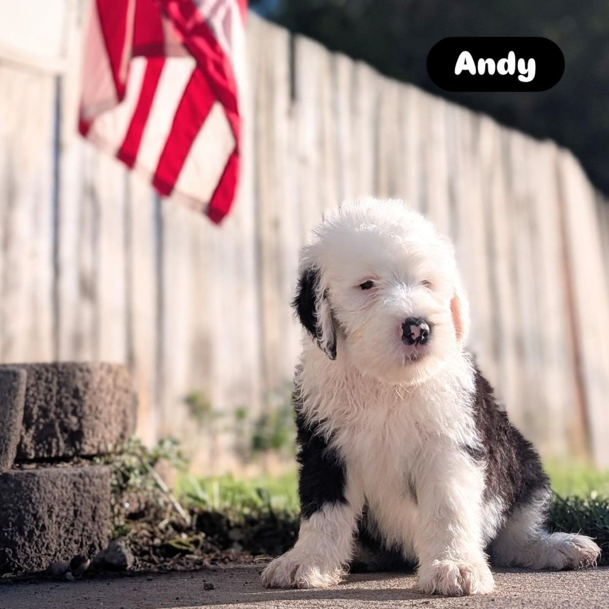 Old English Sheepdog puppies - 4 left!