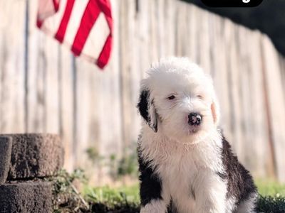 Old English Sheepdog puppies - 4 left!