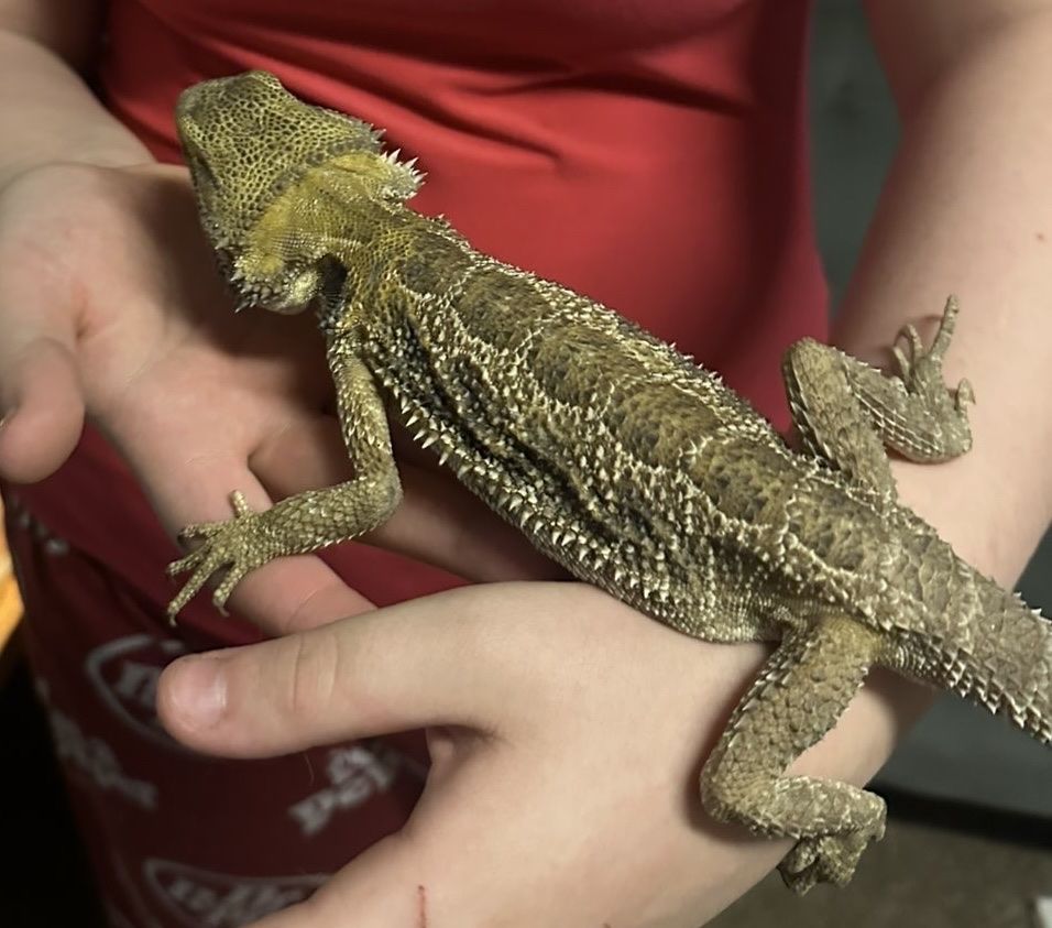 Male bearded dragon.