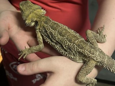 Male bearded dragon.