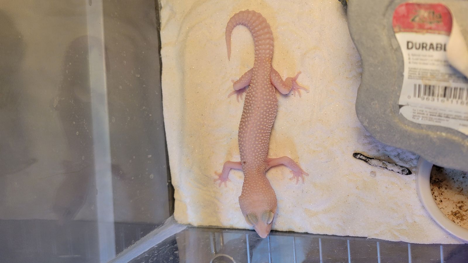 Gecko and skink for sale
