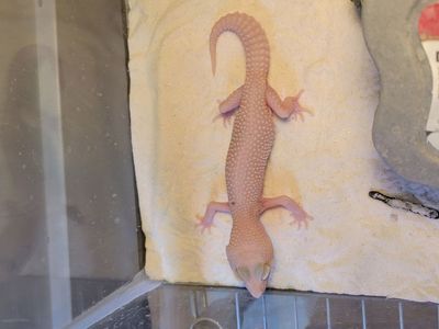 Gecko and skink for sale