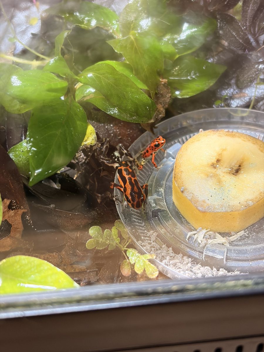 Cemetery Bastimentos Poison Dart Frog